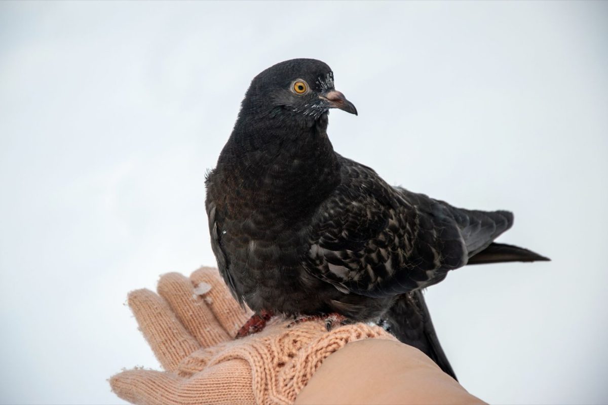 Autorisation et règles pour la collecte d&rsquo;oiseaux morts en France