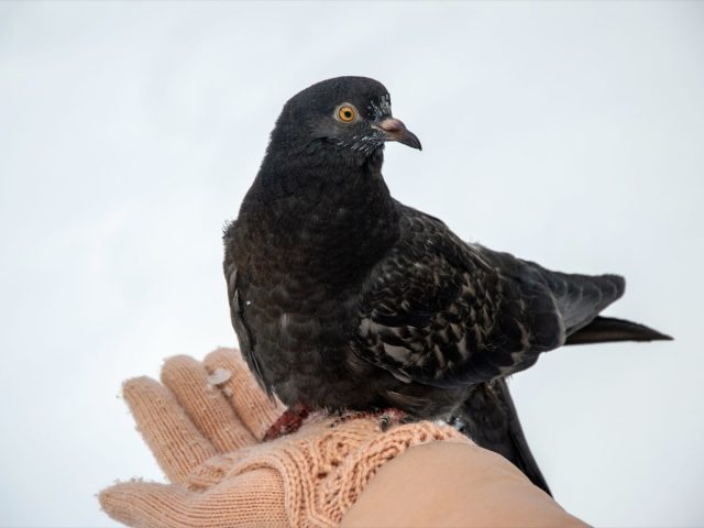 Autorisation et règles pour la collecte d&rsquo;oiseaux morts en France
