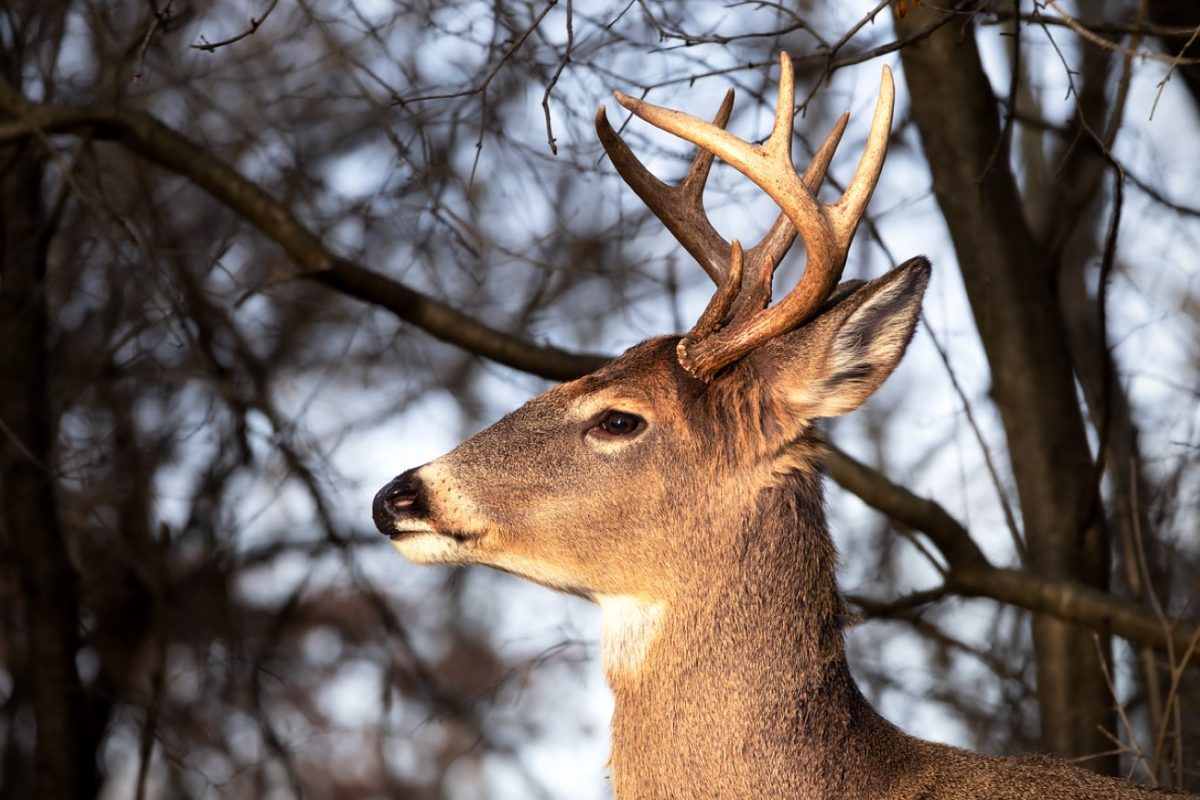 Avis sur Matuska Taxidermy Supply