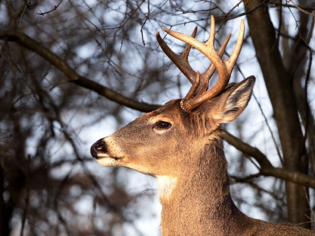 Avis sur Matuska Taxidermy Supply