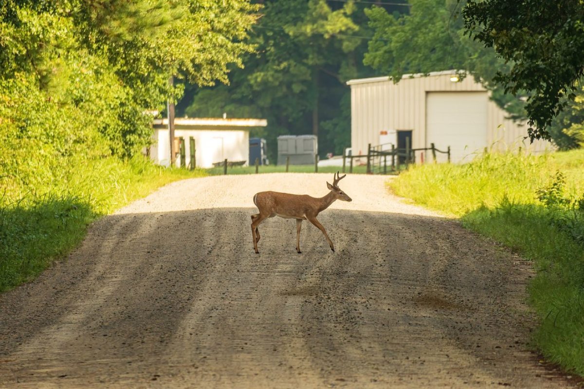 Avis sur Mears Whitetail Forms