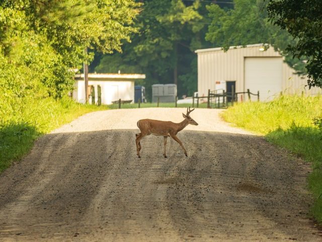 Avis sur Mears Whitetail Forms