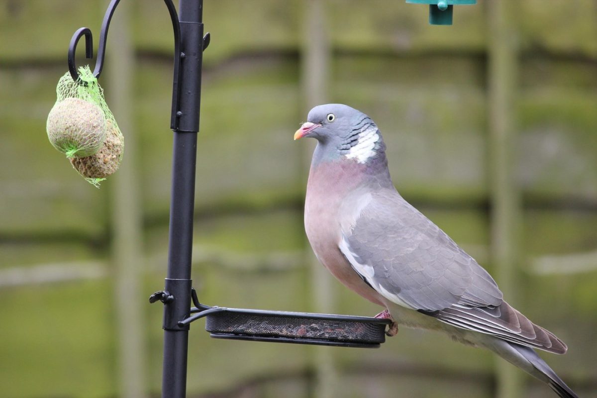 Produits pour séchage et mise à sec des petits oiseaux