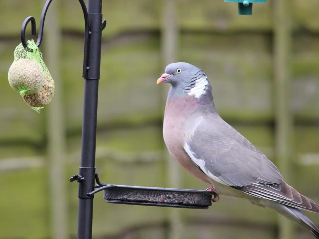 Produits pour séchage et mise à sec des petits oiseaux
