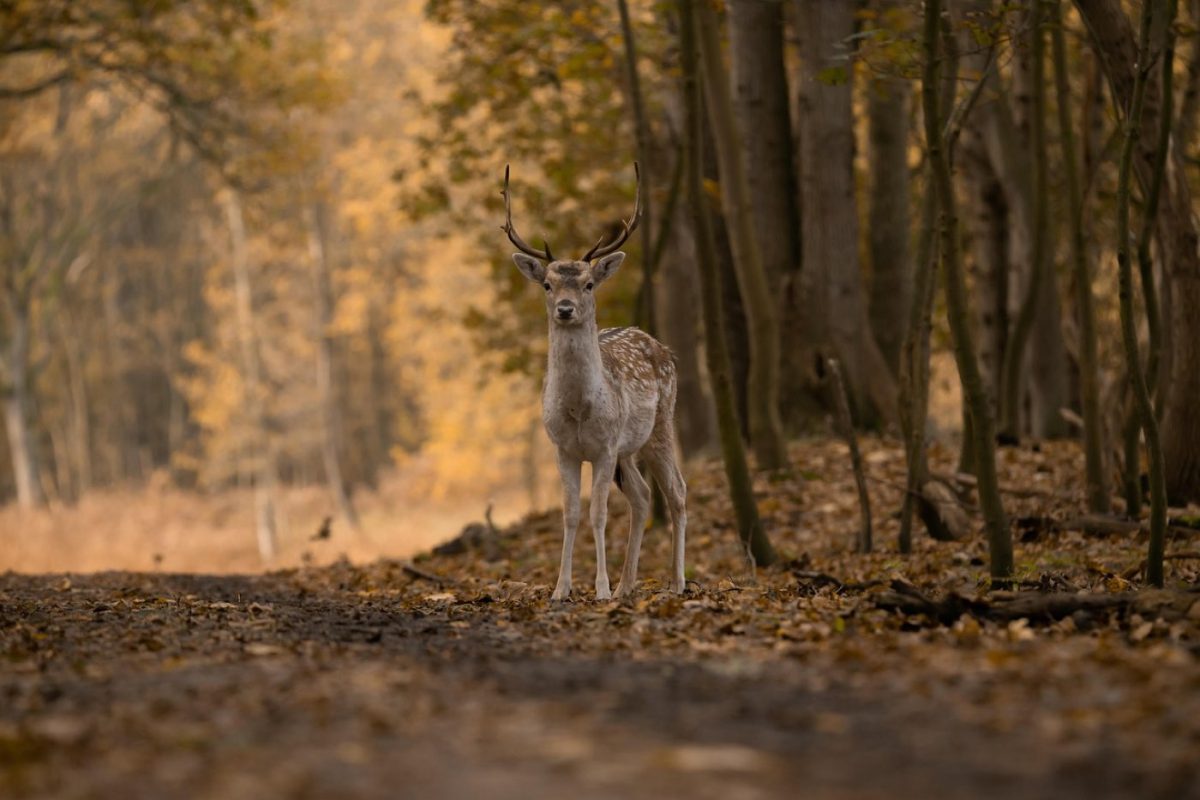 Monter une tête en position naturelle : guide étape par étape