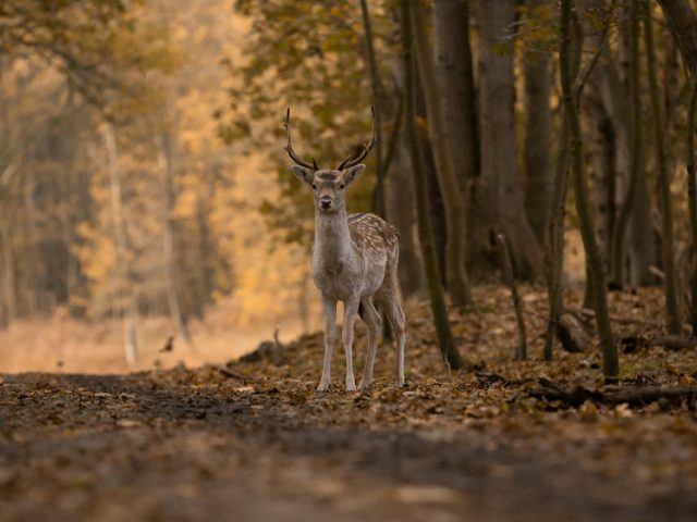 Monter une tête en position naturelle : guide étape par étape