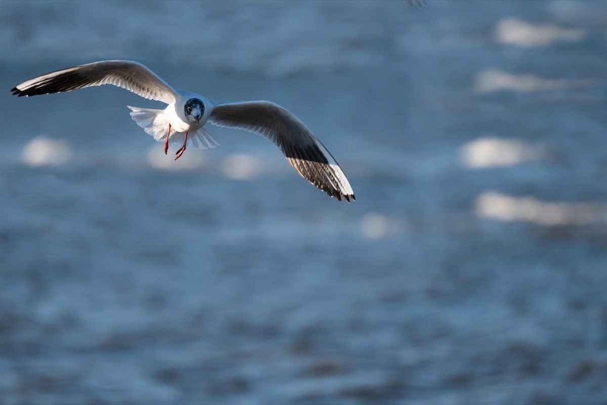 Montage d'oiseaux : positionner et fixer des ailes au repos