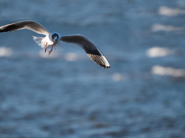 Montage d&rsquo;oiseaux : positionner et fixer des ailes au repos