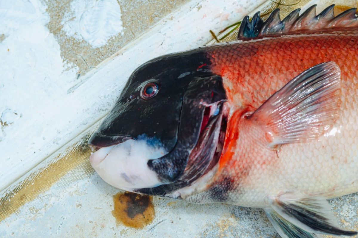 Monter un poisson d'eau douce en taxidermie