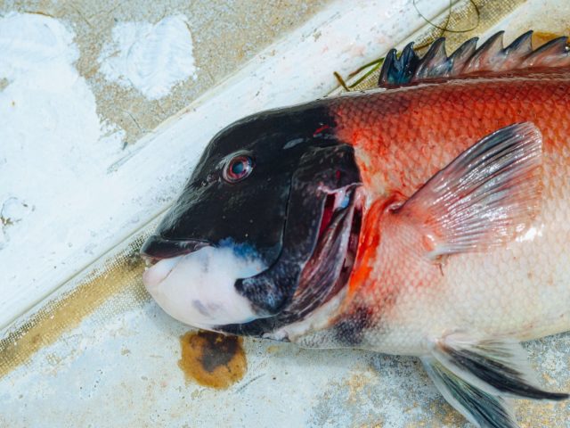 Monter un poisson d&rsquo;eau douce en taxidermie