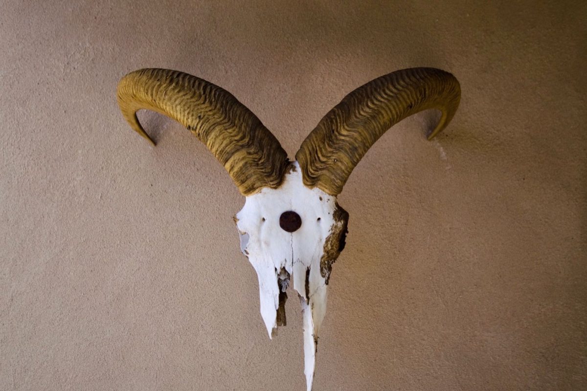 Pinceaux pour montage et retouche en taxidermie