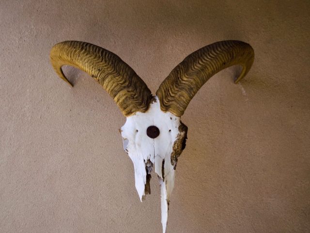 Pinceaux pour montage et retouche en taxidermie