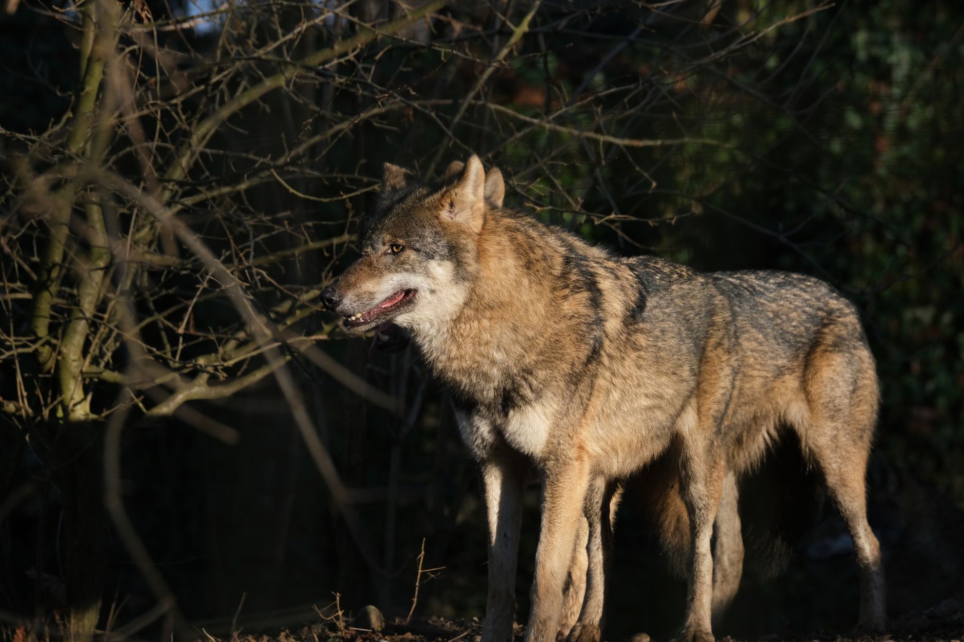 Atelier : poser naturellement un carnivore medium