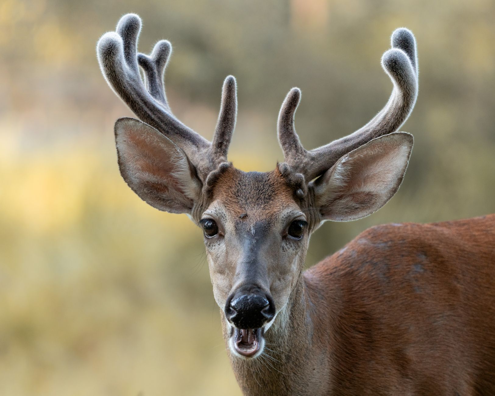 Choisir la forme pour un montage épaule de cerf