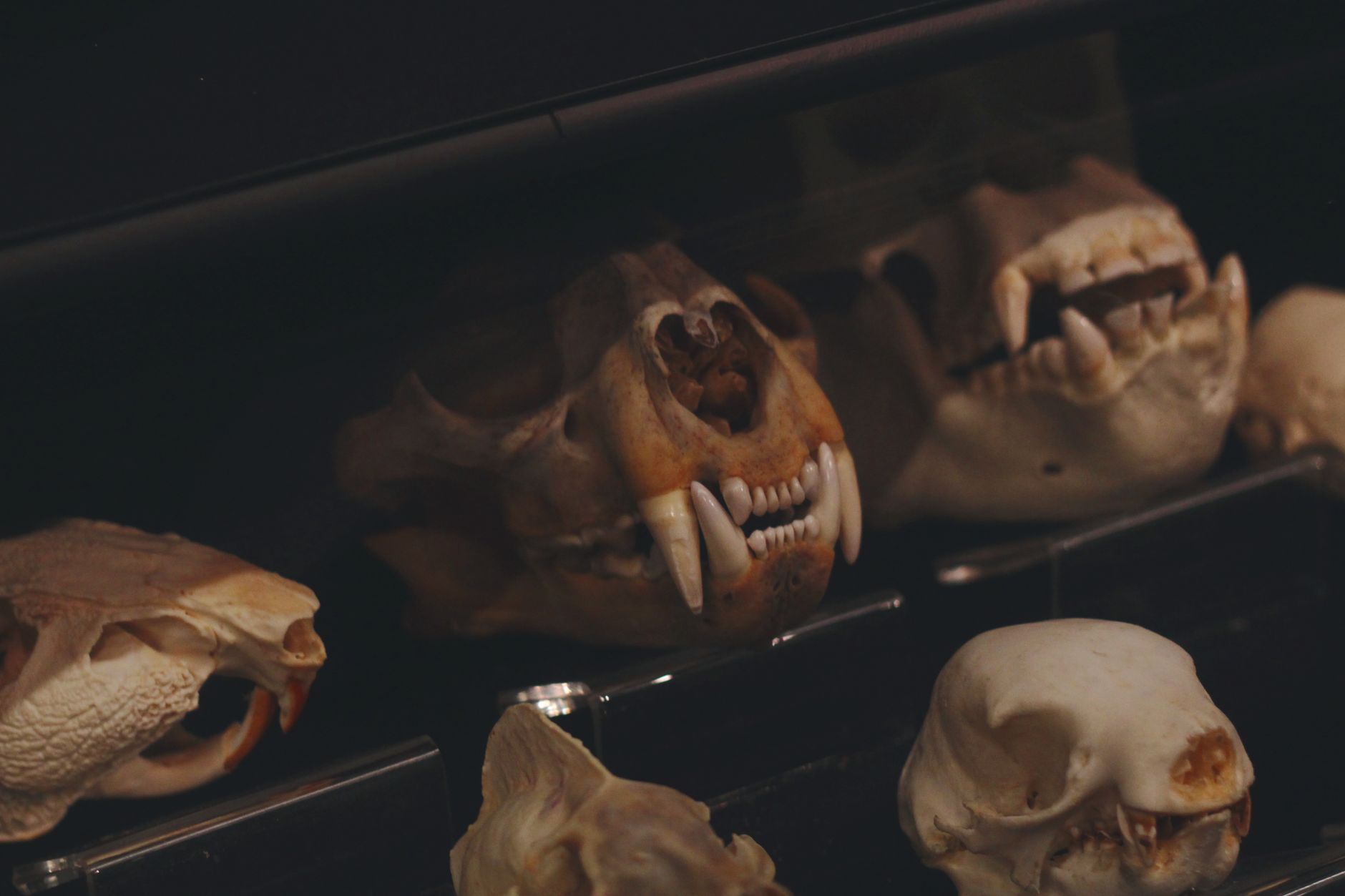Hughes Forms vs Select Taxidermy : formes de grande taille