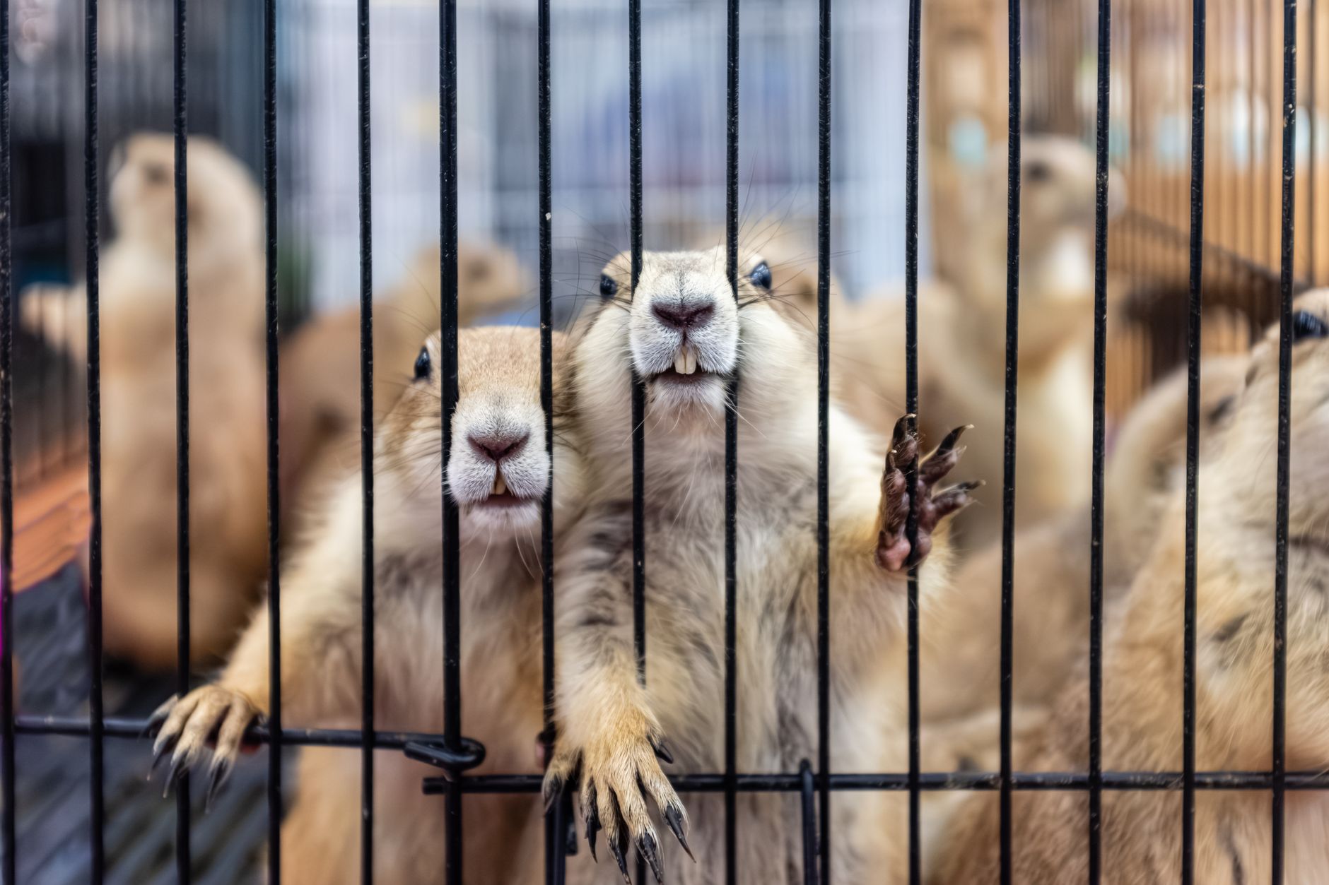 Autorisations et déclarations avant de ramasser un animal mort