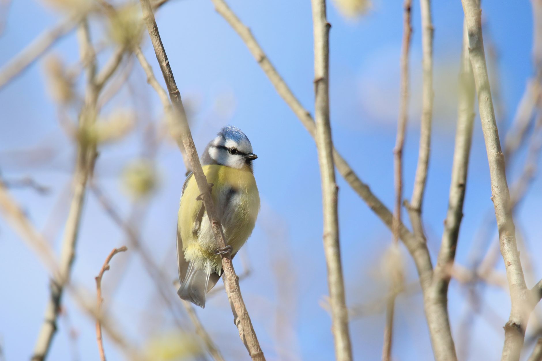 Produits pour séchage et mise à sec des petits oiseaux